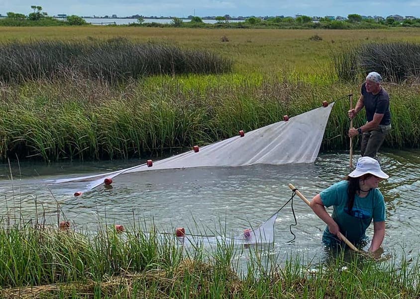 Researcher placing a large net in a lake to collect fish specimens.